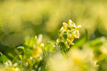 beautiful yellow flowers on blurred natural background
