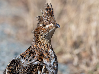 Ruffed grouse (Bonasa umbellus) on the side of a gravel road on a sunny day.