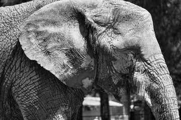 Elefante