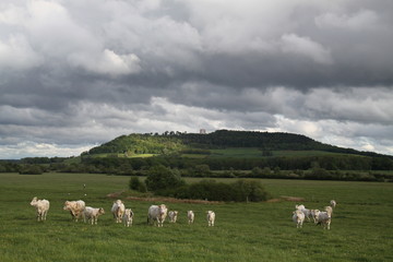 Obraz premium Charolais domestic beef cattle herd 