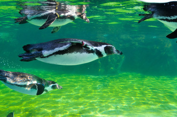 葛西臨海水族園のフンボルトペンギン