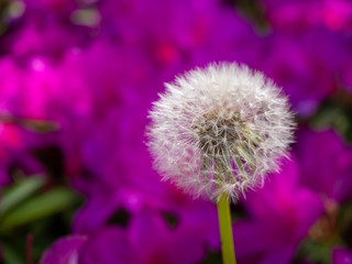 ビビットなピンクのつつじの花を背景にしたタンポポの綿毛のクローズアップ