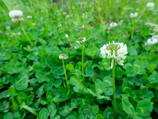 シロツメクサのクローズアップ