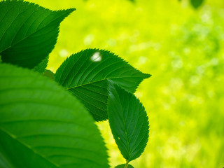日差しと若々しい新緑の葉