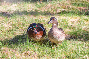 Close up images of colorful wood ducks on on grass during spring time