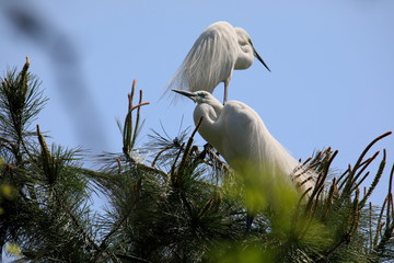 한쌍의 중대백로가 보이는 아름다운 풍경