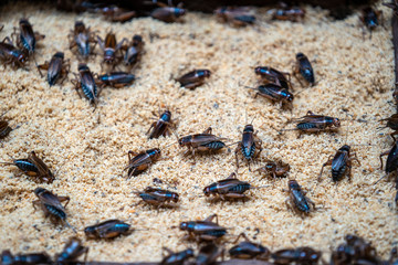 many crickets in a insect farm in vietnam