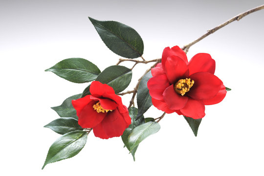 661 件の最適な 寒椿 画像 ストック写真 ベクター Adobe Stock