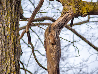 Self isolation - squirrel at home in tree