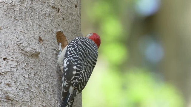 Closeup Red-bellied woodpecker making a hole in a dead tree in Orlando Florida