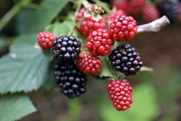 Growing blackberry