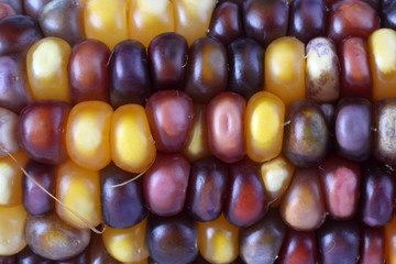 Multicolor corn
