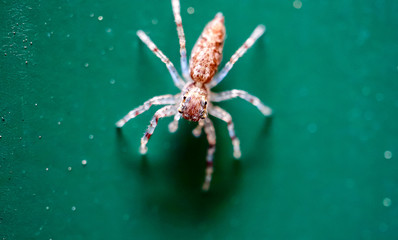 Hairy Spider with big eyes and fangs found in a back yard of my house Sydney Australia 