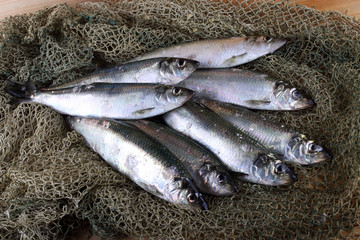 Herring on net
