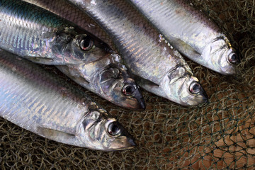 Herring on net