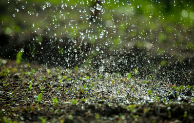 water drops on the fresh sprouts in the spring