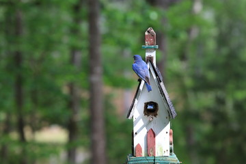 Bluebird Parents Protecting & Feeding Babies in Birdhouse  