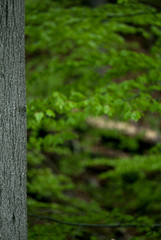 green leafy forest background. tree trunk on blured mountain woods green landscape. Nature ecology wallpaper concept