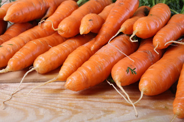 Carrots harvest