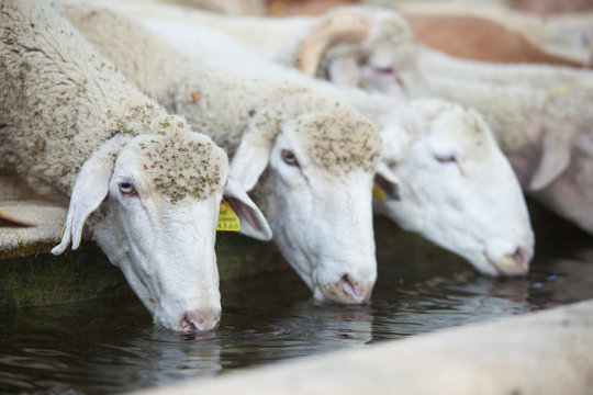 Close-up Of Sheeps Drinking Water At Ranch