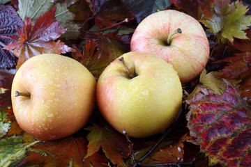 Apples on autumn leaves