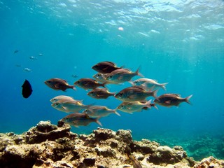 太陽の日差しが降り注ぐ水中の灰色の魚の群れ