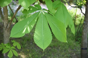 Aesculus turbinata (Japanese horse chestnut) / Sapindaceae deciduous tree