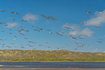 Flock of flying birds. Green hills and cloudy sky background