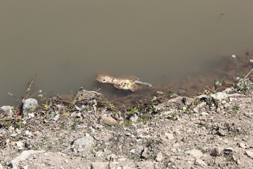 Dead fish in muddy Kansas river
