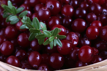 Cranberries background