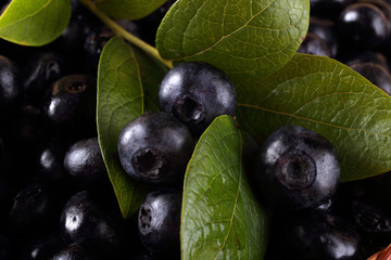Blueberries on leaves