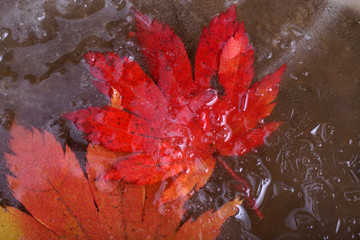 Iced autumn maple leaf