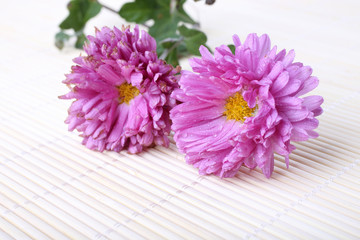 Chrysanthemum on bamboo background