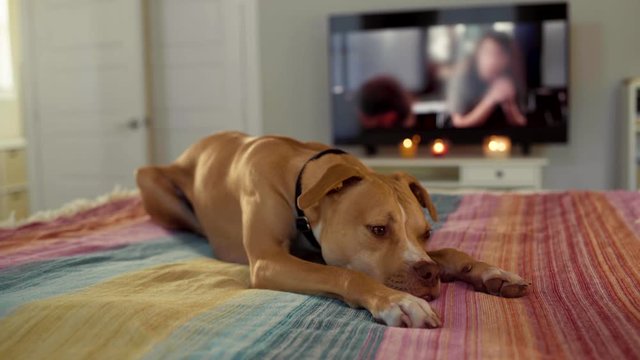 Dog Bored With Netflix on Bed