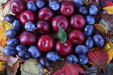 Fototapeta premium Plums on autumn leaves