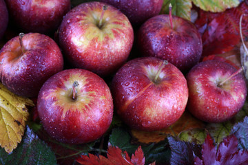 Apples on autumn leaves