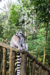 Ring Tailed Lemur eating fruit