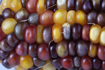 Multicolor corn