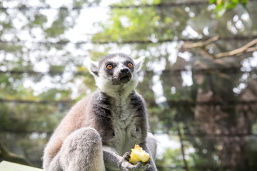 Ring Tailed Lemur eating fruit