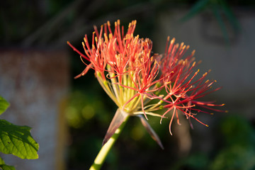 flor naranja