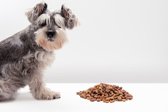 Can Dogs Have Sunflower Seeds? Everything You Need to Know Can dogs eat sunflower seeds? Find out now!