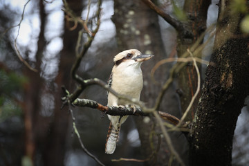 kookaburra