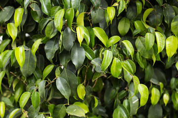  Green leaves glisten in the sun