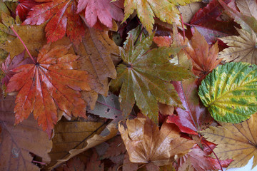 Autumn leaves background