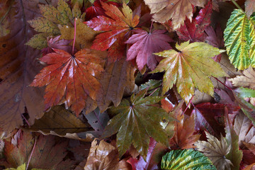 Autumn leaves background