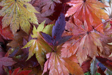 Autumn leaves background