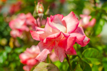 Blooming pink roses in the garden, California