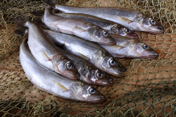 Smelt fishes on net. Pacific smelt variety