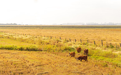 Oxen and cows grazing in newly harvested rice production field