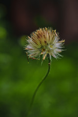 green thistle flower